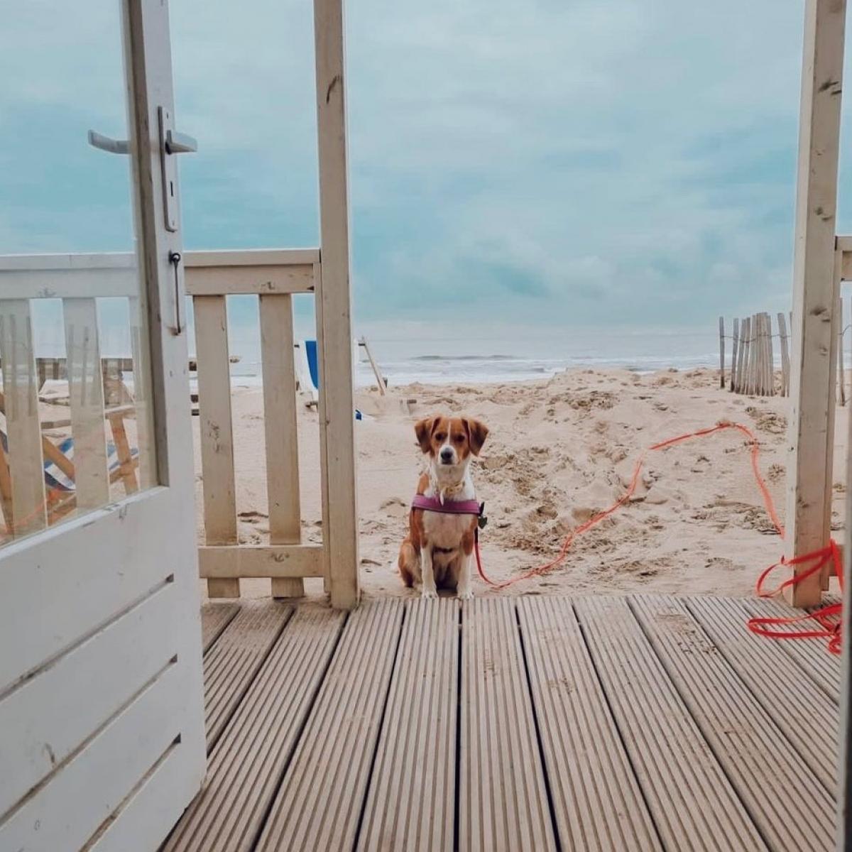 Grammatica Maria Kapper Hond mee op vakantie | Strandhuisjes Willy Zuid